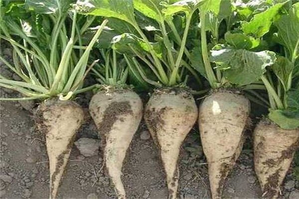 داستان مسیر پرچالش چغندر قند از مزرعه تا کارخانه