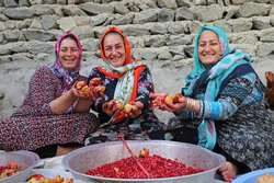 Gülistan eyaletindeki kadınların ürettiği ev yapımı nar turşusu