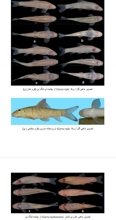  پنجمین گونه ماهیان غارزی ایران کشف شد 