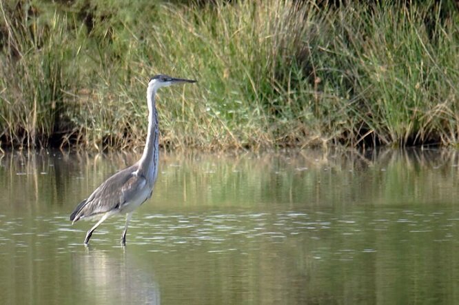 ۳تالاب آذربایجان غربی میزبان گردشگران/خاطره نوروزی دربهشت پرندگان