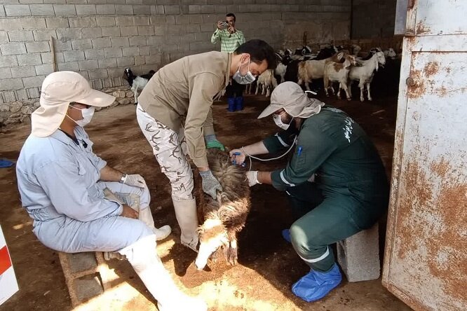 اکیپ‌های درمانی دامپزشکی در مناطق محروم استان بوشهر تشکیل شد