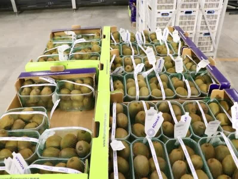 جهانگردی مرکبات مازندران/ دست باغدار خالی است