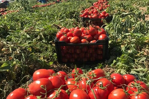 برداشت بیش از ۷۰هزار تن گوجه فرنگی در سرچهان