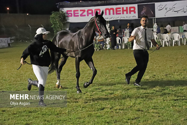 پنجمین جشنواره ملی زیبایی اسب اصیل ترکمن در علی آبادکتول