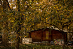 Autumn beauties in Mashhad