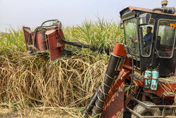 İran'da şeker kamışı hasadı