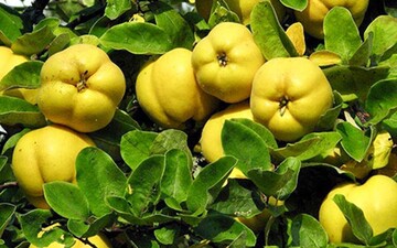 بروجرد مقام اول تولید میوه «بِه» در لرستان/ چالش نبود صنایع تبدیلی در شهرستان