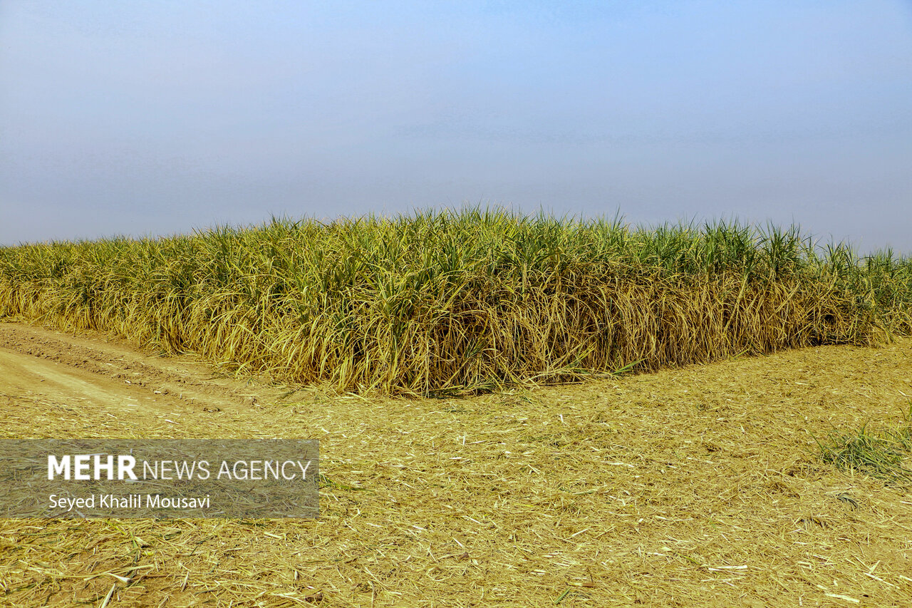 کارخانه «قند دزفول» طلاییترین گام توسعه کشاورزی و اشتغال