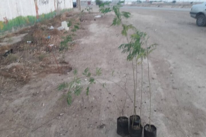 طرح کمربند سبز در روستای «تل تل» شهرستان گناوه اجرا شد طرح کمربند سبز در روستای «تل تل» شهرستان گناوه اجرا شد