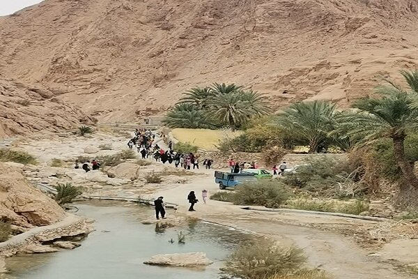 شالی کاری در سایه سار نخل های کویری/زیبایی خلقت در ازمیغان طبس