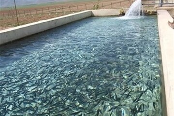 نزدیک به ۸ میلیون قطعه بچه ماهی در آذربایجان غربی تولید می شود