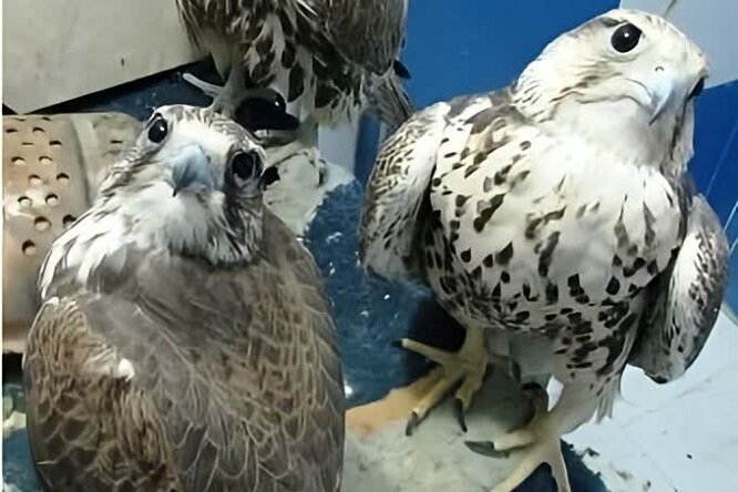 محموله پرندههای کمیاب در دشتی توقیف شد محموله پرندههای کمیاب در دشتی توقیف شد