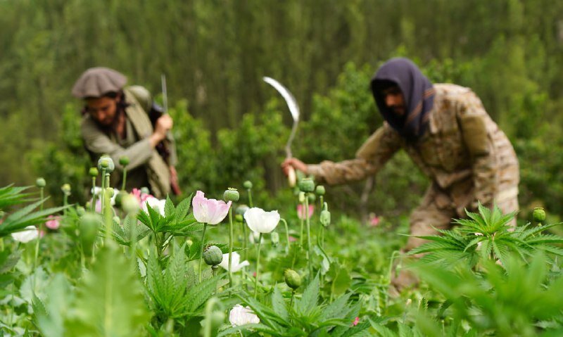 The end of Opium