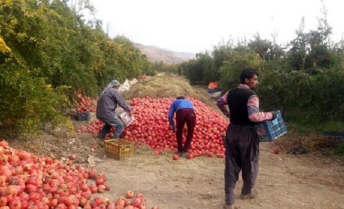 برداشت بیش از ۳هزار تن انار از باغات شهرستان ارزوییه