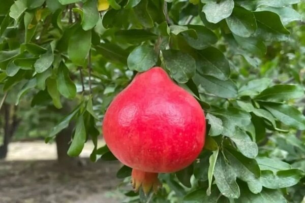 ثبت ملی انار شهوار فاروق از برکات جشنواره انار فاروق است