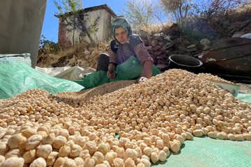 کاشت و برداشت مکانیزه نخود برای اولین‌بار در دلفان