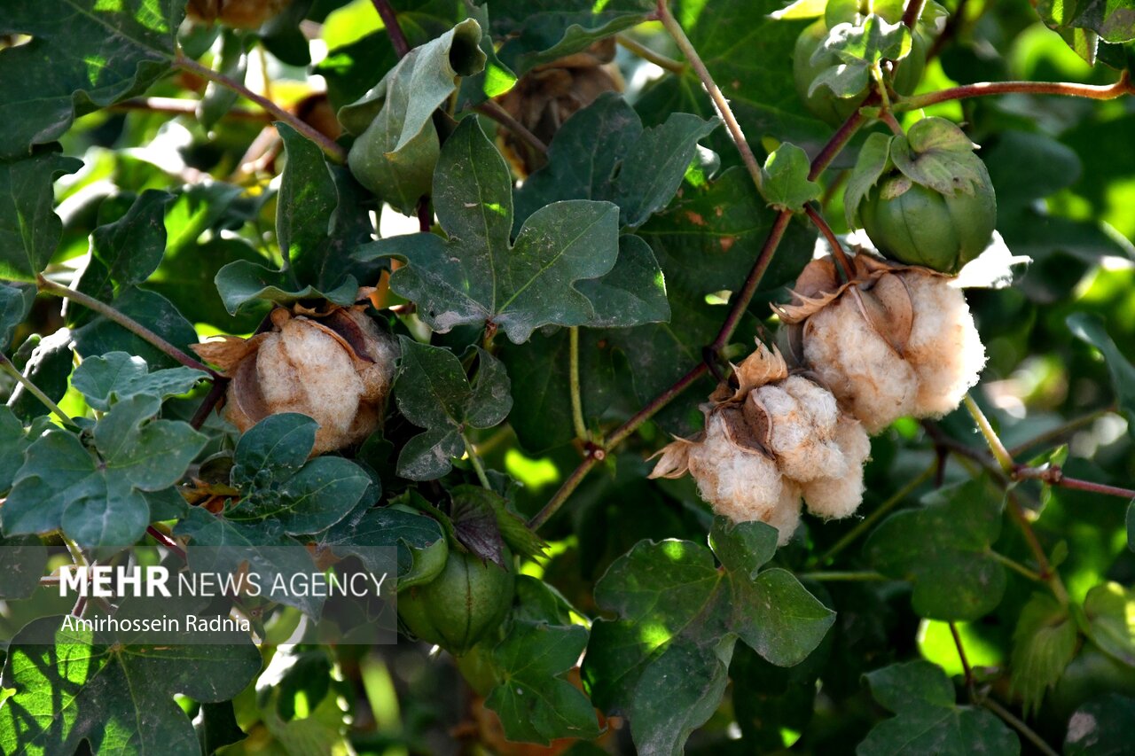 طلای سفید گلستان جان میگیرد؛ امید به احیای پنبه با تجهیزات مکانیزه