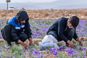 برداشت زعفران در شهرستان شهربابک آغاز شد