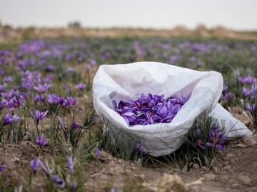 عوارض صادراتی زعفران حذف شد