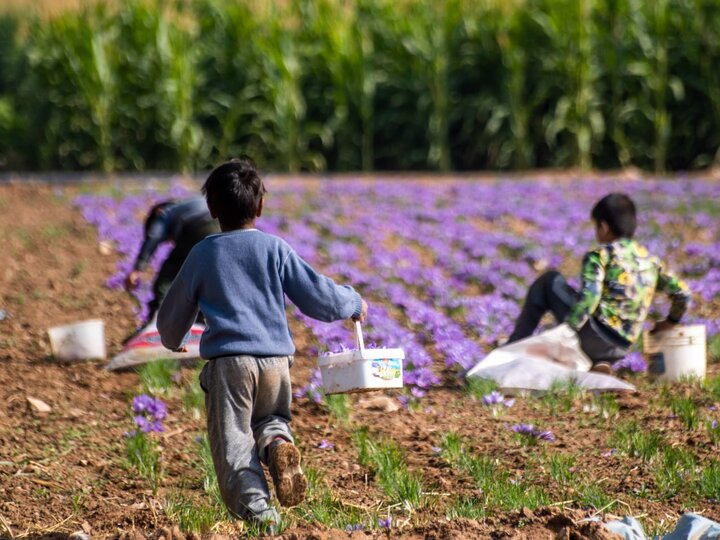 دلالان؛ پادشاهان قیمت‌گذاری زعفران