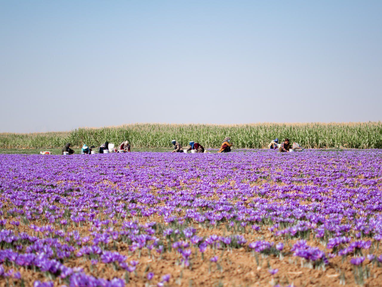 بیم وامید زعفران‌کاران درخراسان رضوی/مافیای طلای سرخ جولان می‌دهد