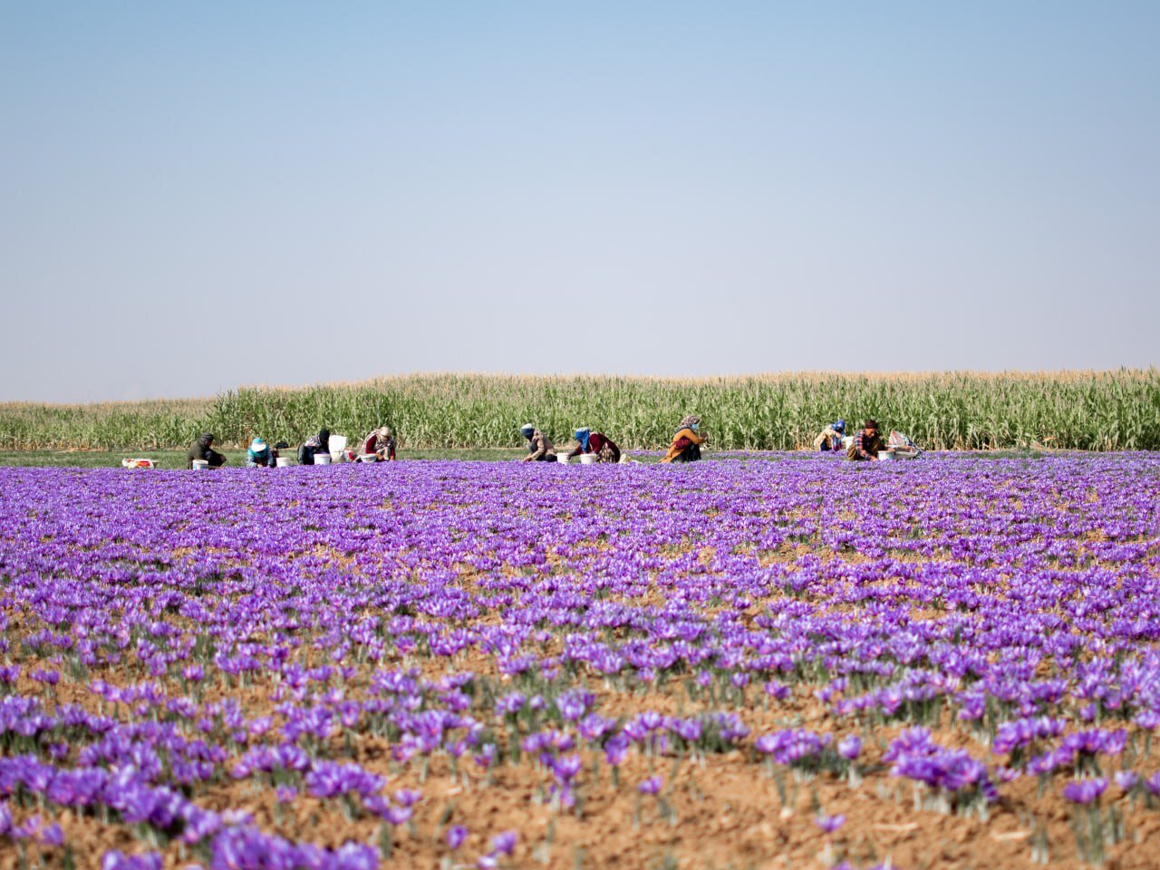 بیم وامید زعفرانکاران درخراسان رضوی/مافیای طلای سرخ جولان میدهد