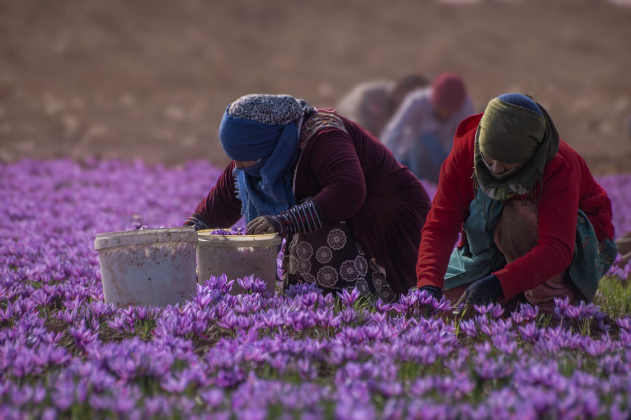 بیم وامید زعفران‌کاران درخراسان رضوی/مافیای طلای سرخ جولان می‌دهد