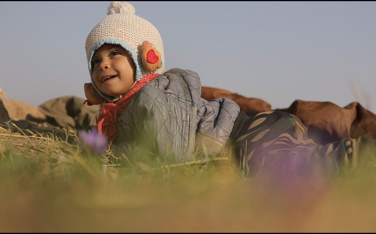 بیم وامید زعفران‌کاران درخراسان رضوی/مافیای طلای سرخ جولان می‌دهد