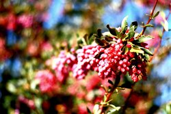 Fresh barberries harvest season in South Khorasan Province