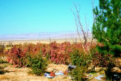 گردشگری کشاورزی؛ پتانسیل مغفول مانده در جشنواره زرشک قائن