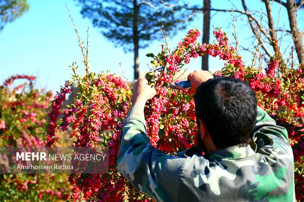 زرشک، یاقوت سرخ کویر