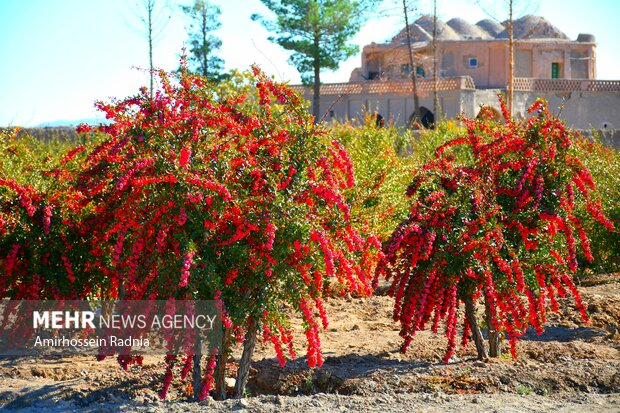 دلربایی پاییز خراسان جنوبی برای گردشگران/رویش مسافر در فصل خزان