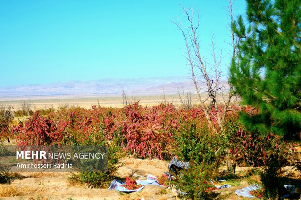 گردشگری کشاورزی؛ پتانسیل مغفول مانده در جشنواره زرشک قائن