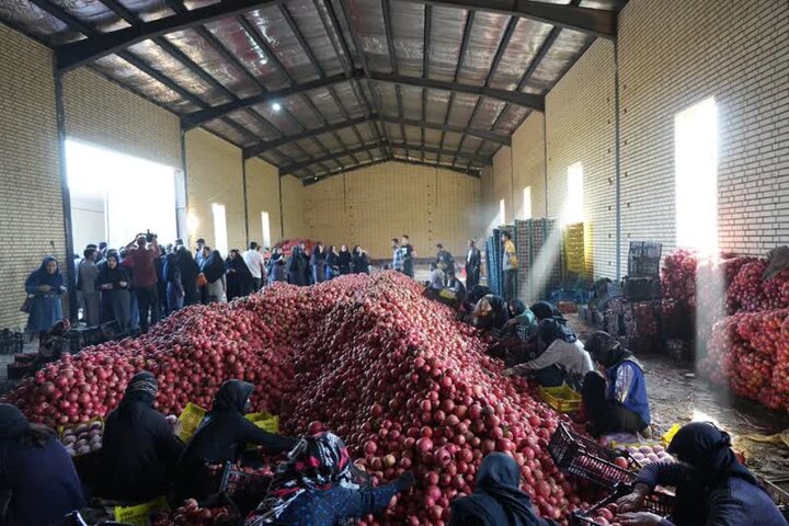 جشن برای انار بی برند و بینشان لرستان!