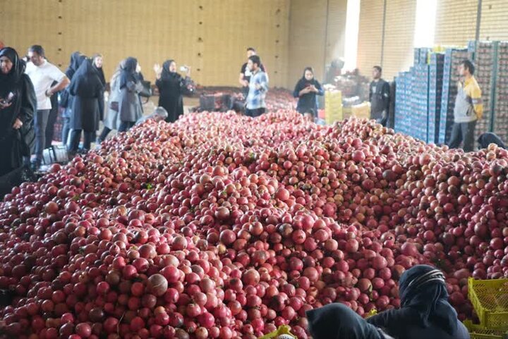 جشن برای انار بی برند و بینشان لرستان!