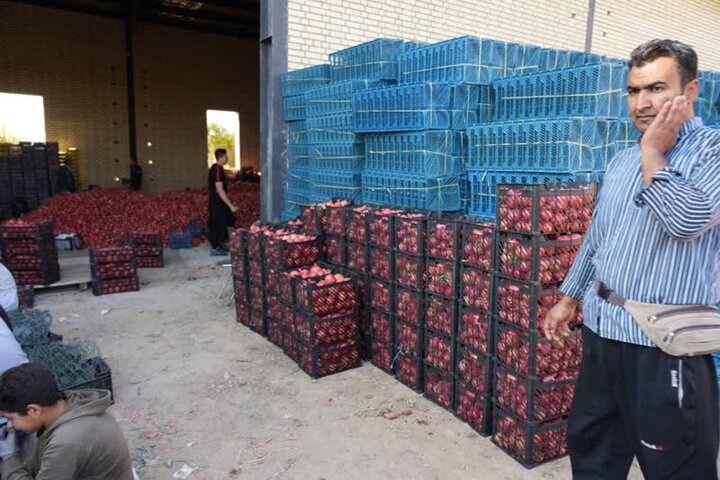 جشن برای انار بی برند و بینشان لرستان!