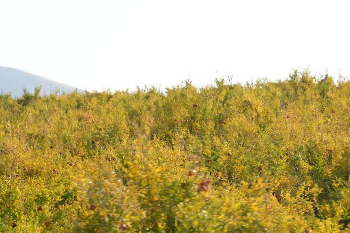 جشن برای انار؛ بدون نشانِ لرستان!