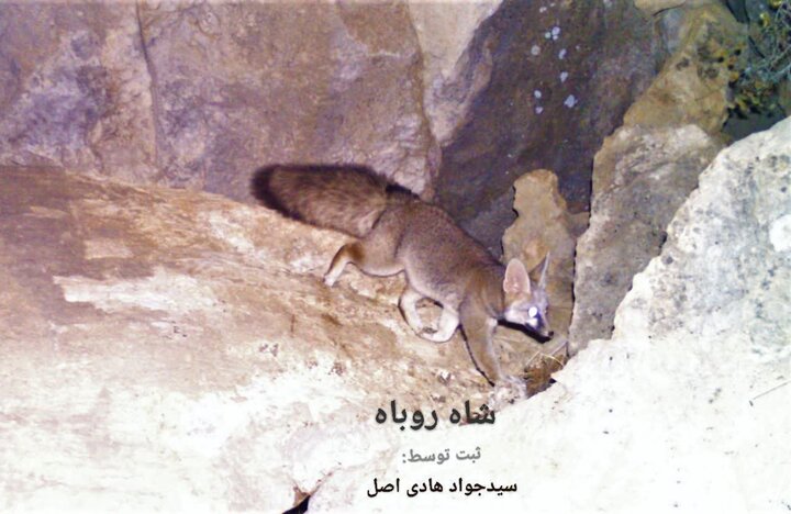 شاه روباه نادر در کهگیلویه و بویراحمد/ تایید و ثبت علمی انجام شد
