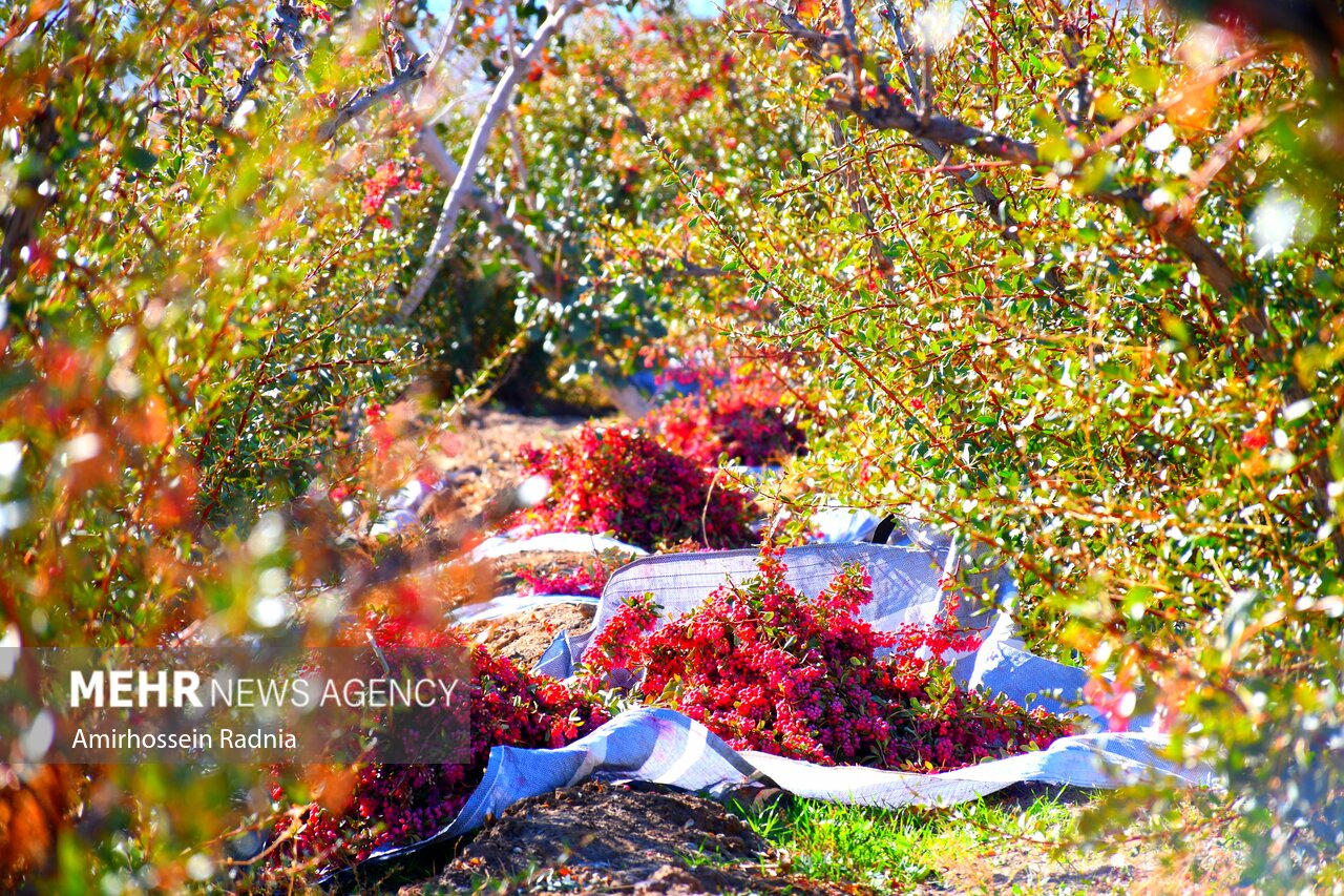 غربت یاقوت سرخ ایران / خشکسالی رمق درختان زرشک را گرفت
