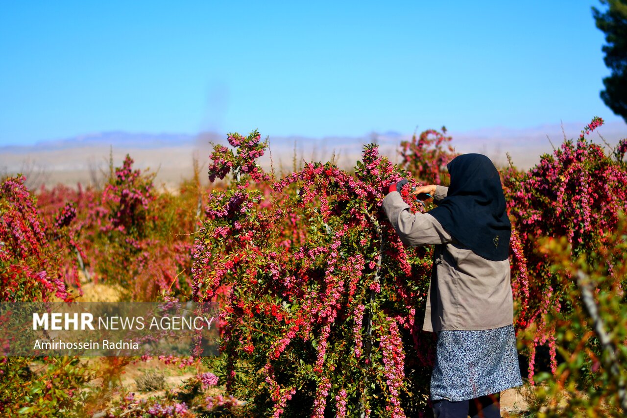 غربت یاقوت سرخ ایران / خشکسالی رمق درختان زرشک را گرفت
