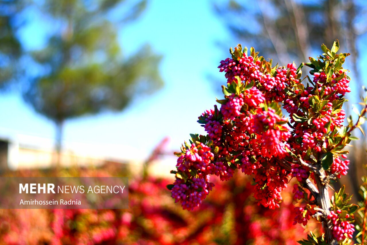 یاقوت سرخی که جهان را مجذوب کرد؛ دلالان همچنان در کمین بازار زرشک یاقوت سرخی که جهان را مجذوب کرد؛ دلالان همچنان در کمین بازار زرشک