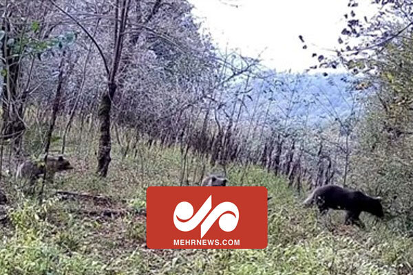 مشاهده یک خرس قهوهای به همراه دو توله در املش مشاهده یک خرس قهوهای به همراه دو توله در املش