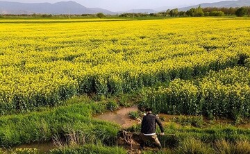 ۱۷۰ هکتار کلزا در شهرستان ارزوییه کشت شد