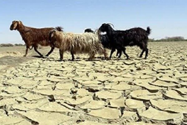 بیمه محصولات کشاورزی نسخهای شفابخش یا عاملی برای دلزدگی کشاورز