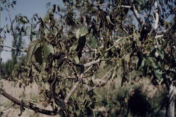 بیمه محصولات کشاورزی نسخهای شفابخش یا عاملی برای دلزدگی کشاورز