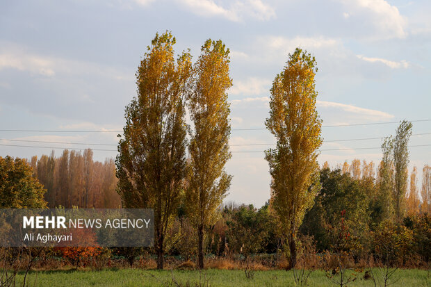 پاییز باغات ارومیه