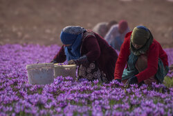صادرات ۱۵۰ تنی زعفران در ۸ ماهه امسال