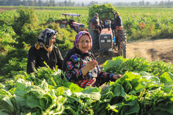 برداشت توتون از مزارع گلستان