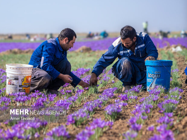 رونق طلای سرخ در مازندران؛ برداشت زعفران شروع شد