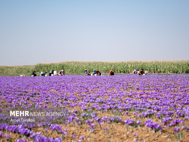 رتبه هشتم گلستان در کاشت زعفران/ حذف دلالان با خرید تضمینی